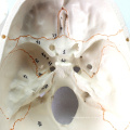 SKULL05 (12331) медицинские науки человеку череп с надписью модели